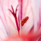 Geranium